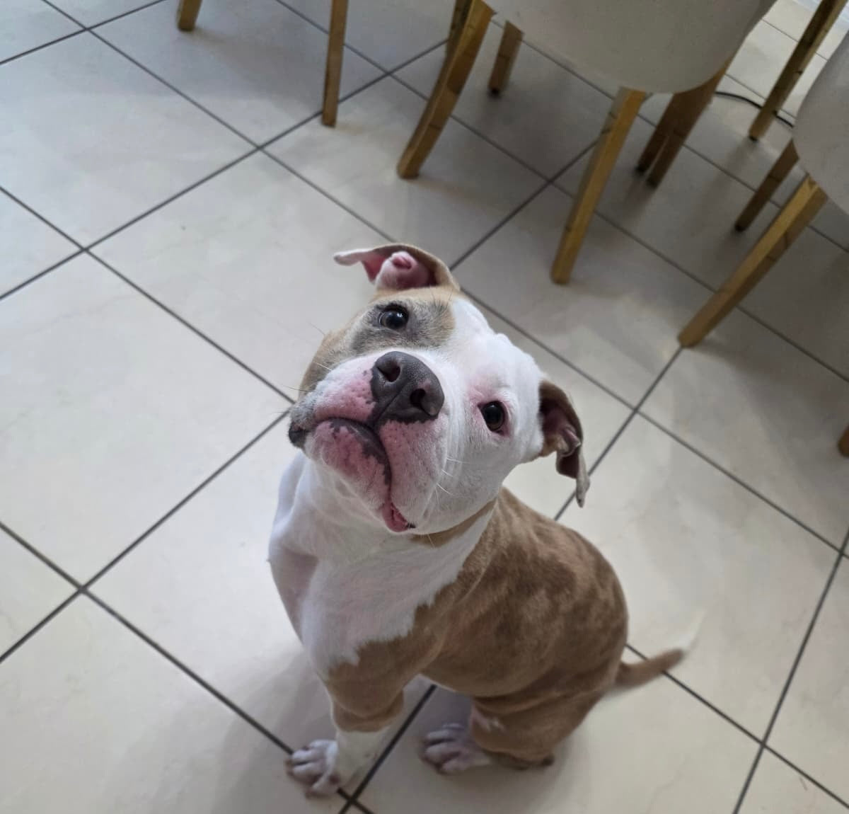 Perola’s Story – A Beautiful Dog Searching for Her Forever Family